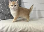 Peony - British Shorthair Cat For Sale - Federal Way, WA, US