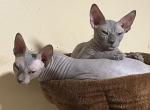 Diamond Lilac Sphynx - Sphynx Cat For Sale - Hemet, CA, US