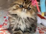 Ellie - Persian Cat For Sale - Fort Worth, TX, US