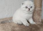 Gloria - Scottish Fold Cat For Sale - Hollywood, FL, US