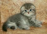 Romeo - Scottish Fold Cat For Sale - Hollywood, FL, US