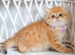 Vasylyna - Scottish Straight Cat For Sale - Pembroke Pines, FL, US