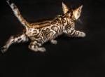 Evelyn - Bengal Cat For Sale - Norwalk, CT, US