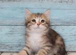 Eyler - Siberian Cat For Sale - Norwalk, CT, US