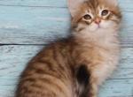 Engels - Siberian Cat For Sale - Norwalk, CT, US