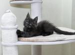 Benjamin - Maine Coon Cat For Sale - Norwalk, CT, US