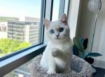 Cute baby - British Shorthair Cat For Sale - Indianapolis, IN, US