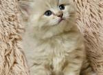 Chocolate lynx sepia boy - Ragdoll Cat For Sale - Farmville, VA, US