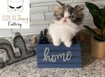 Coco&Louie - Persian Cat For Sale - Indianapolis, IN, US