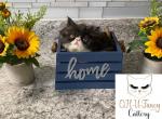 Louie&Coco - Persian Cat For Sale - Indianapolis, IN, US