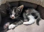 Princess - American Shorthair Cat For Sale - Columbus, GA, US