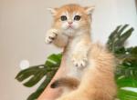 Glden Shaded Girls  NY12 - British Shorthair Cat For Sale - Fontana, CA, US