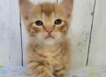 Cedric - Munchkin Cat For Sale - MO, US