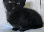 Cyrus - Munchkin Cat For Sale - Joplin, MO, US