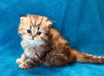 CFA Sol Golden Shaded Persian - Persian Cat For Sale - Pensacola, FL, US