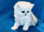 CFA Yuki Silver Chinchila Persian - Persian Cat For Sale - Pensacola, FL, US