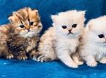 CFA Silver and Golden Persians - Persian Cat For Sale - Pensacola, FL, US