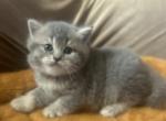 Lillian - British Shorthair Cat For Sale - Hershey, PA, US