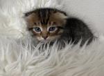 Bear - Scottish Fold Cat For Sale - Auburn, WA, US