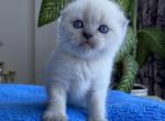 Joy - Scottish Fold Cat For Sale - Hollywood, FL, US