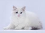 Vincent - Siberian Cat For Sale - Miami, FL, US