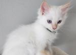 Turbo - Ragdoll Cat For Sale - Attica, MI, US