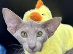 Lilac Oriental Shorthair Boy OSH - Oriental Cat For Sale - NJ, US