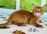 Alina - Somali Cat For Sale - Odesa, Odessa Oblast, UA