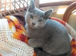 Sylvie and Jade litter - Russian Blue Cat For Sale - Hallsville, MO, US