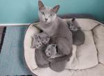 Misty and Jasper Litter - Russian Blue Cat For Sale - Hallsville, MO, US