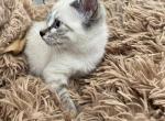 Lynx pointe Siamese KITTEN - Siamese Cat For Sale - Kissimmee, FL, US