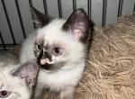 Ragdoll Siamese mix kitten - Ragdoll Cat For Sale - Kissimmee, FL, US