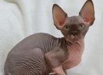 Alexandra - Sphynx Cat For Sale - Norwalk, CT, US