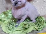 Nora - Sphynx Cat For Sale - Norwalk, CT, US