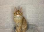 Simon - Maine Coon Cat For Sale - NY, US