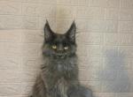 Baloo - Maine Coon Cat For Sale - NY, US