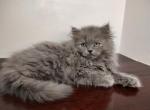 Persian - Persian Cat For Sale - Coshocton, OH, US