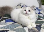 Cubert - Ragdoll Cat For Sale - Tuscaloosa, AL, US