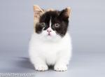 Quches munchkin standard calico short legs minuet - Munchkin Cat For Sale - CA, US