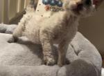 Chimera - Devon Rex Cat For Sale - Rancho Cucamonga, CA, US