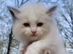 Blue bi - Ragdoll Cat For Sale - Ola, AR, US