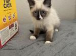 Ragdoll Siamese mix KITTEN - Ragdoll Cat For Sale - Kissimmee, FL, US