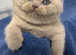 British Shorthair Fawn Male available for reservat - British Shorthair Kitten For Sale - Clearwater, FL, US