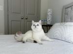 Cuddle therapists - British Shorthair Cat For Sale - State College, PA, US