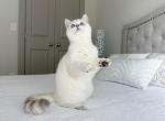 Cuddle therapists - British Shorthair Cat For Sale - Indianapolis, IN, US