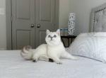 Bento - British Shorthair Cat For Sale - Fairfax, VA, US