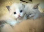 Blueberry - Ragdoll Cat For Sale - Ojai, CA, US