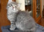 Moana - Siberian Cat For Sale - Somerset, NJ, US