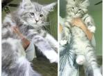 Litter I - Maine Coon Cat For Sale - Jasper, GA, US