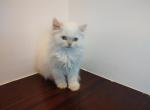 Flame point Persian - Persian Cat For Sale - Coshocton, OH, US